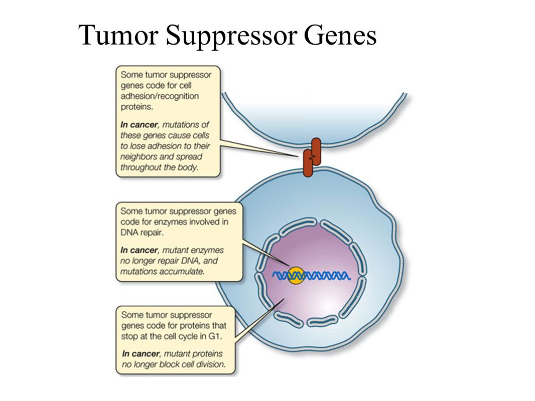 Cell Division (chapter 9) Cancer (chapter 17). Copyright ยฉ The McGraw ... Biology Diagrams