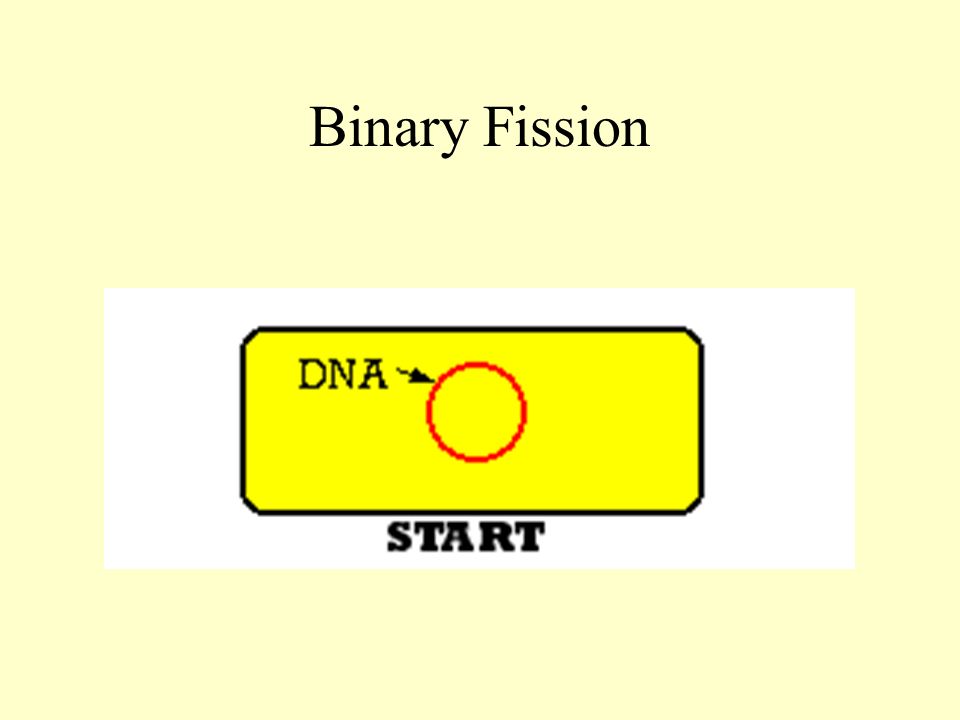 Binary Fission