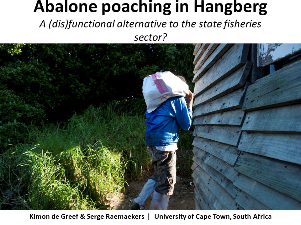 Abalone poaching in Hangberg A (dis)functional alternative to the state fisheries sector.