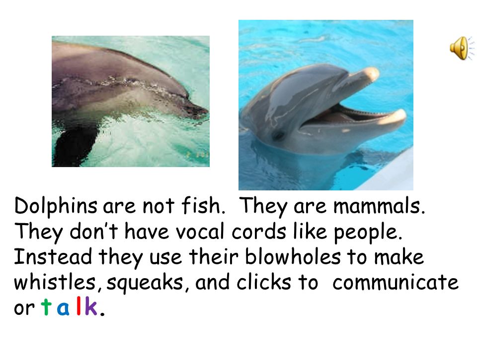 Dolphins live in the ocean waters around the Florida peninsula. Dolphins  must come to the surface to breathe. They do not s gills to breathe.  Instead. - ppt download