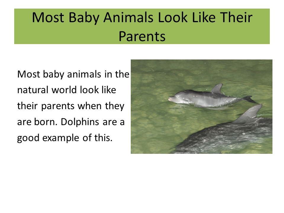 Baby Animals Who Do Look Like Their Parents Year 2 Science Unit Good to  Grow Lesson ppt download