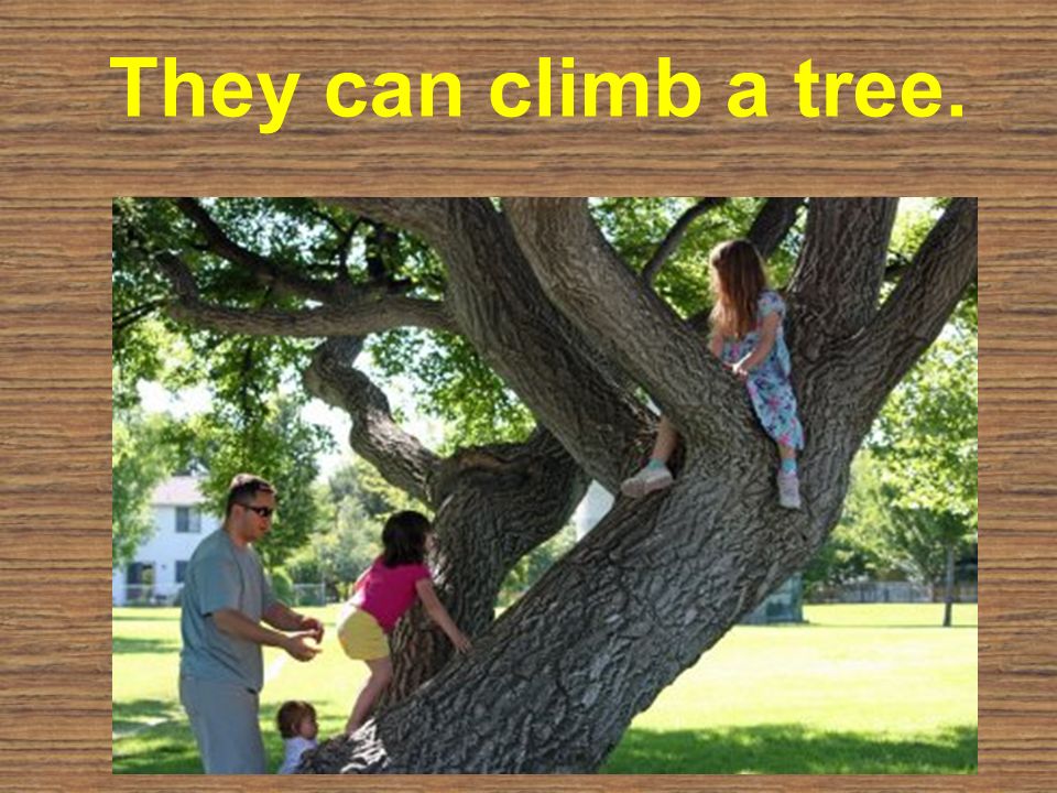 I can Climb a Tree. He can Climb. Can you climb a tree