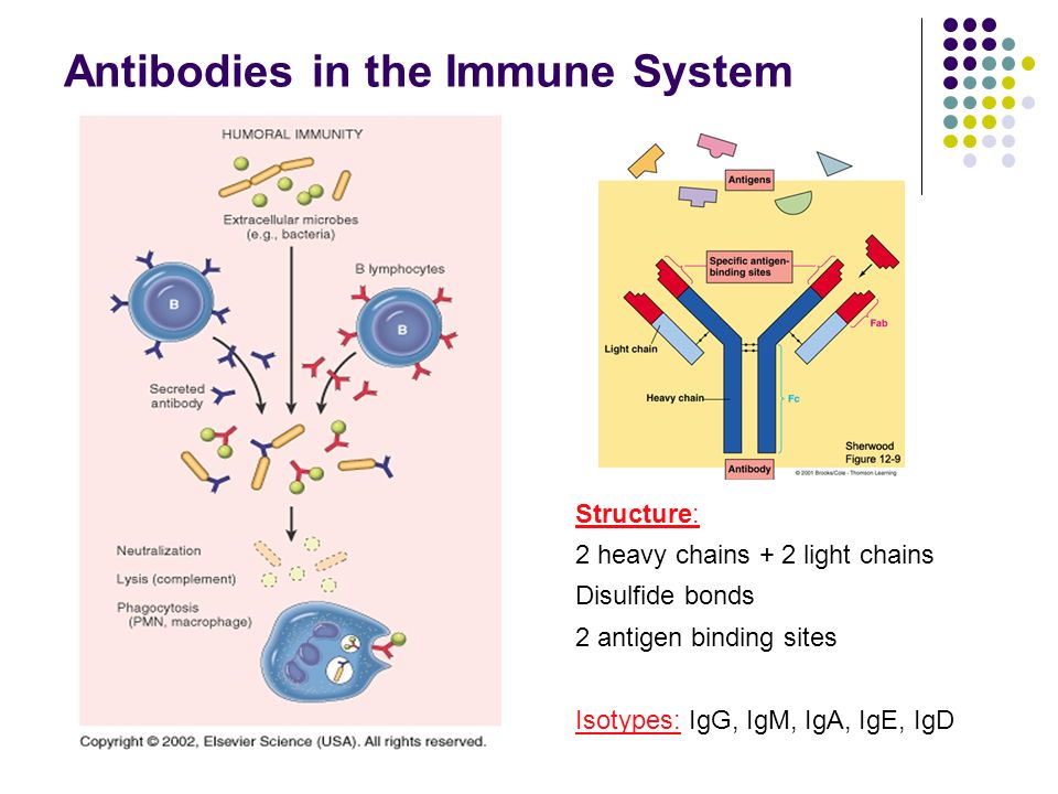 Iga ige. Antibody structure. Antigen косметика. Antigen components. Disulfide Bonds IGG.