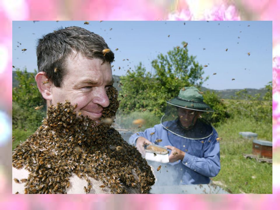 Пасечник черезано. Пасечник с пчелами. Пасечник человек. Пчелы в горах. Пасечник картинка.