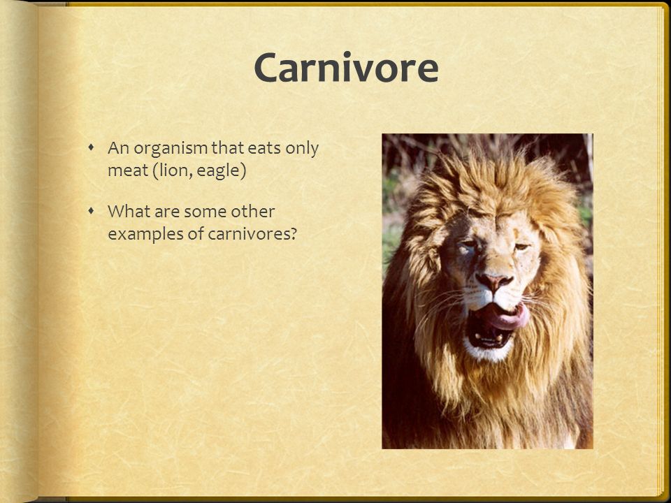 Herbivore  An organism that only eats plants (cow, caterpillar)  Are  human vegetarians herbivores? Why or why not? - ppt download