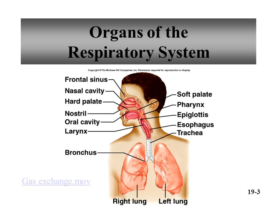 external respiration in humans