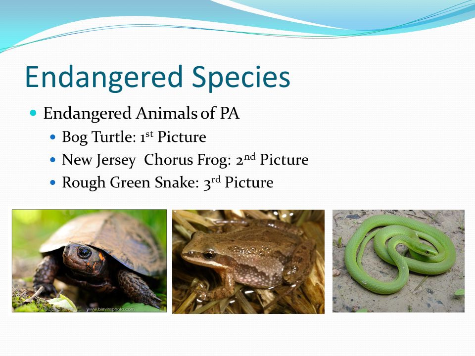 By Austin Wittmer. Endangered Species Definition-A species whose numbers  are so small that the species is at risk of extinction. Common Reasons That  Cause. - ppt download