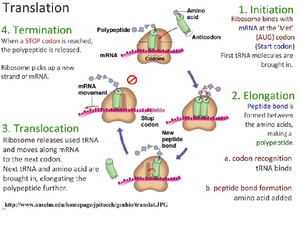 Rna And Protein Synthesis Dna Rna Protein Synthesis Genes Ppt Download Rna And Protein Synthesis Dna Rna Protein Synthesis Genes Ppt Download
