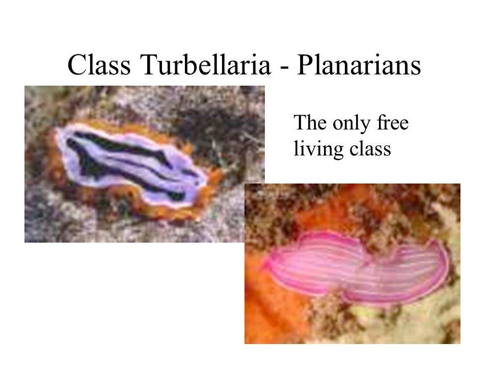 The only free living class