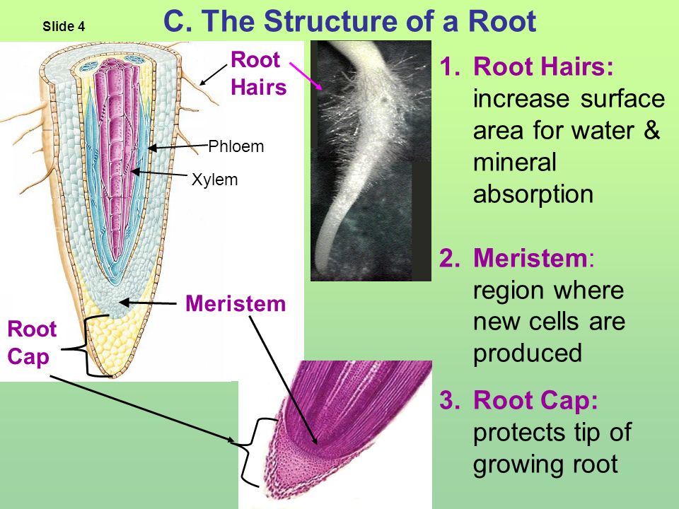 Structure of Plants Slide 1. A. Functions of Roots 1.Anchor & support plant  in the ground 2.Absorb water & minerals 3.Hold soil in place Slide 2  Fibrous. - ppt download