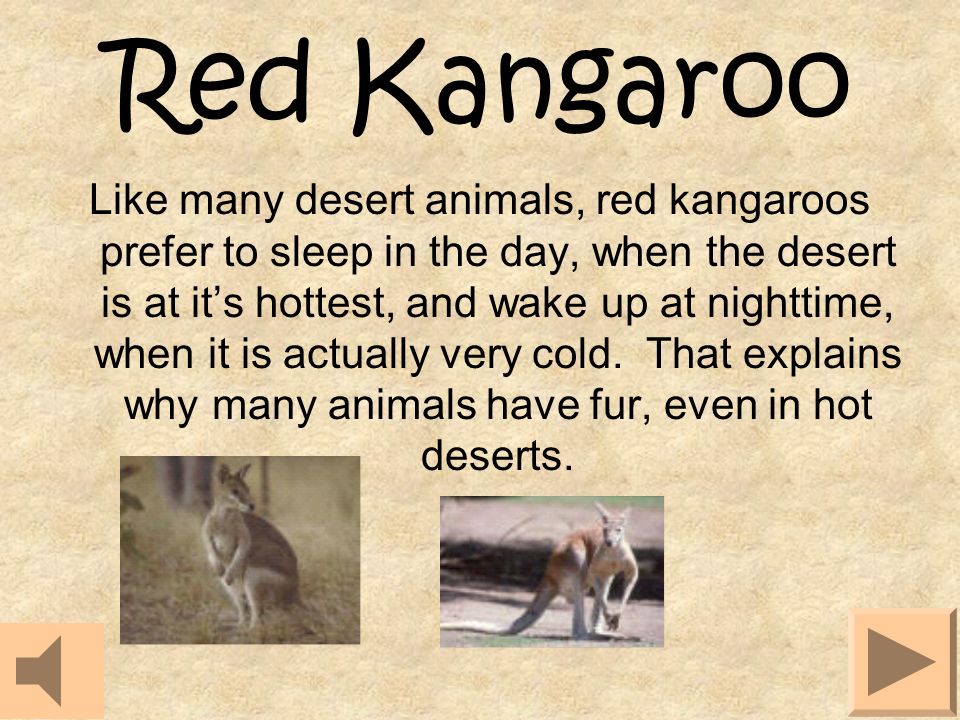 Desert Animals Listen to and read the pages about desert animals. When you  have finished reading, click on the tan button to turn the page. - ppt  download