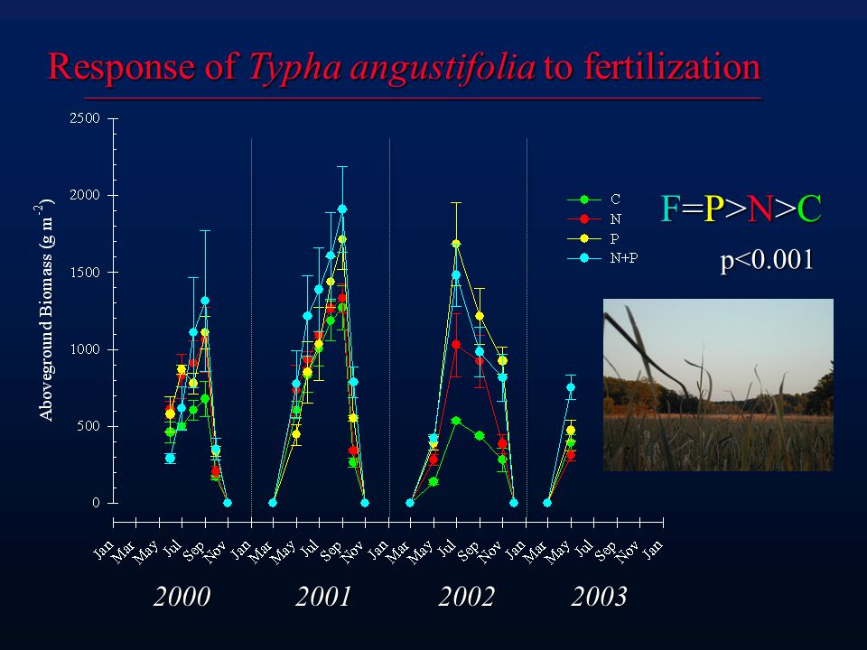 Response of Typha angustifolia to fertilization F=P>N>CF=P>N>CF=P>N>CF=P>N>C p<