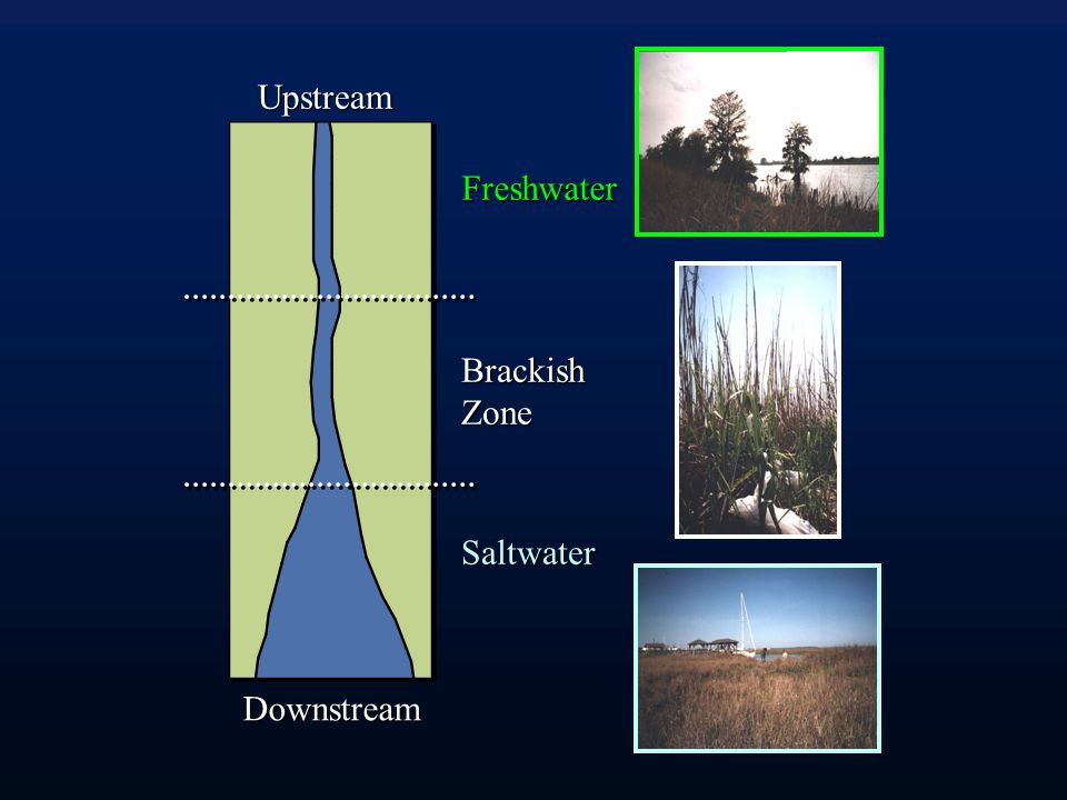 Freshwater Saltwater BrackishZone Downstream Upstream