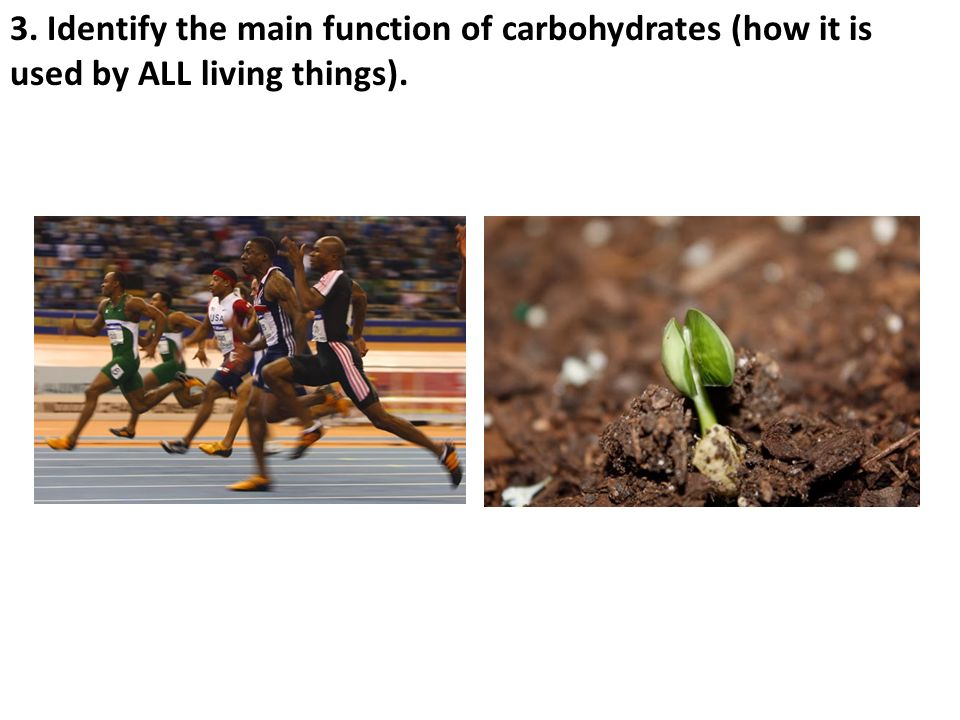 3. Identify the main function of carbohydrates (how it is used by ALL living things).