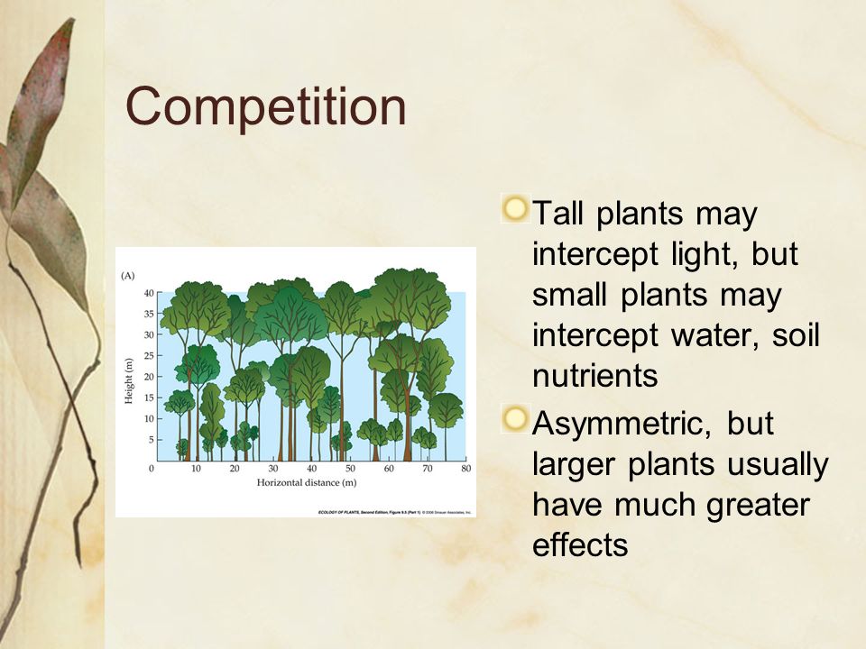 Plant Ecology - 10 Competition. Reduction in fitness due to shared use of a resource that is in limited supply Intraspecific Interspecific. - ppt download