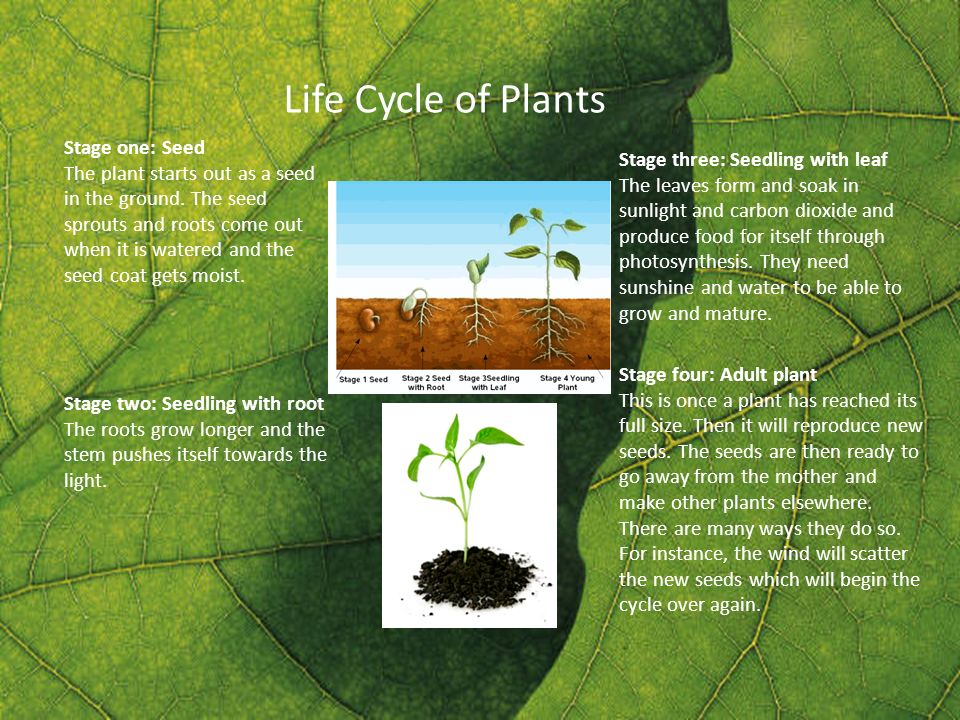 Life Cycle of Plants Stage two: Seedling with root The roots grow longer and the stem pushes itself towards the light.