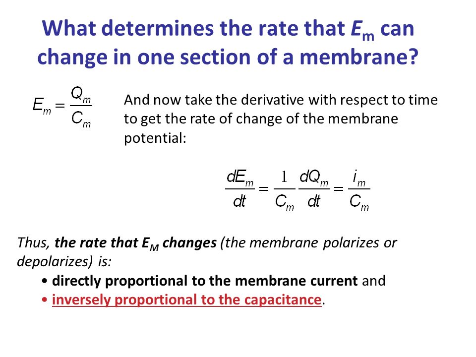 Thus, the rate that E M changes (the membrane polarizes or depolarizes) is: directly proportional to the membrane current and inversely proportional to the capacitance.