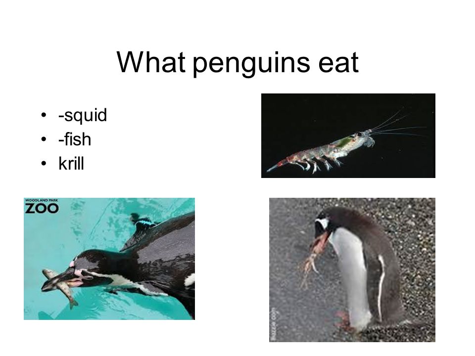 Penguin Eating Squid