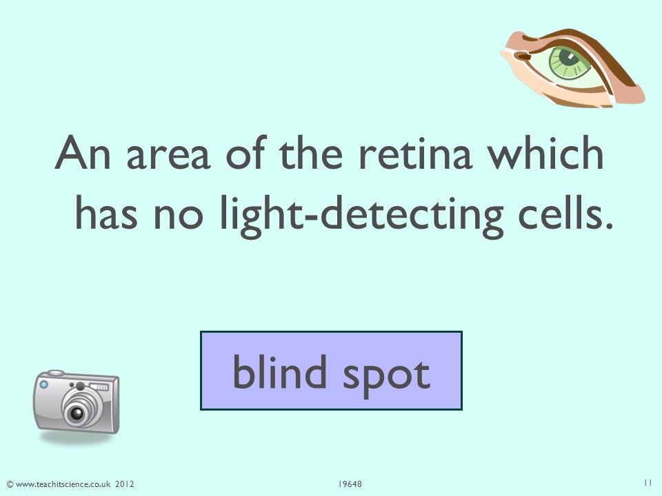 © An area of the retina which has no light-detecting cells.