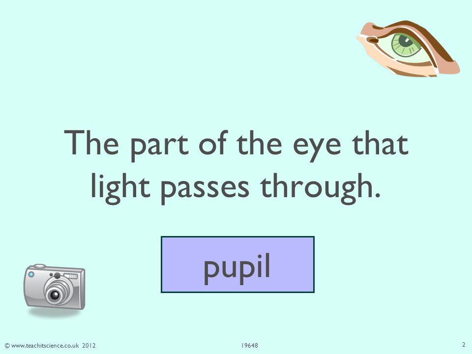 © The part of the eye that light passes through. pupil 2