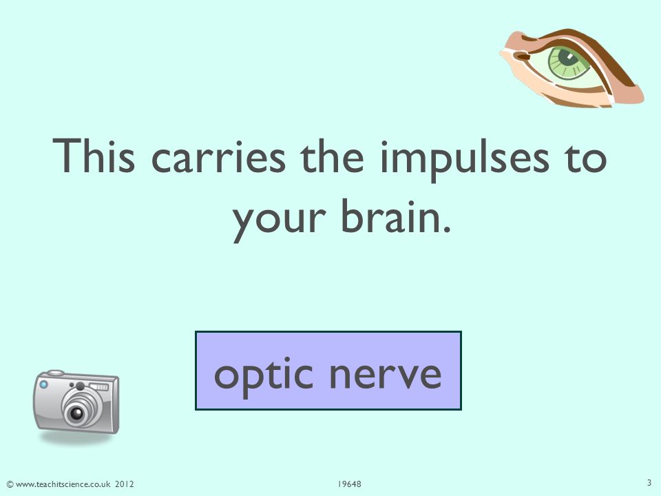 © This carries the impulses to your brain. optic nerve 3