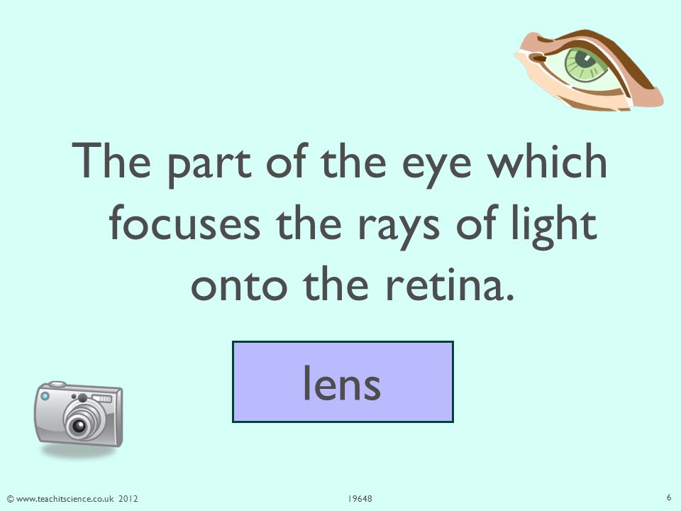 © The part of the eye which focuses the rays of light onto the retina.
