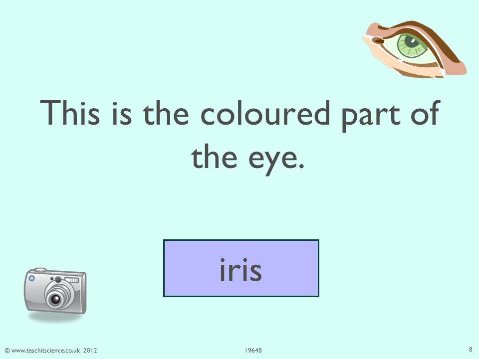 © This is the coloured part of the eye. iris 8