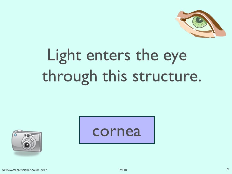© Light enters the eye through this structure. cornea 9