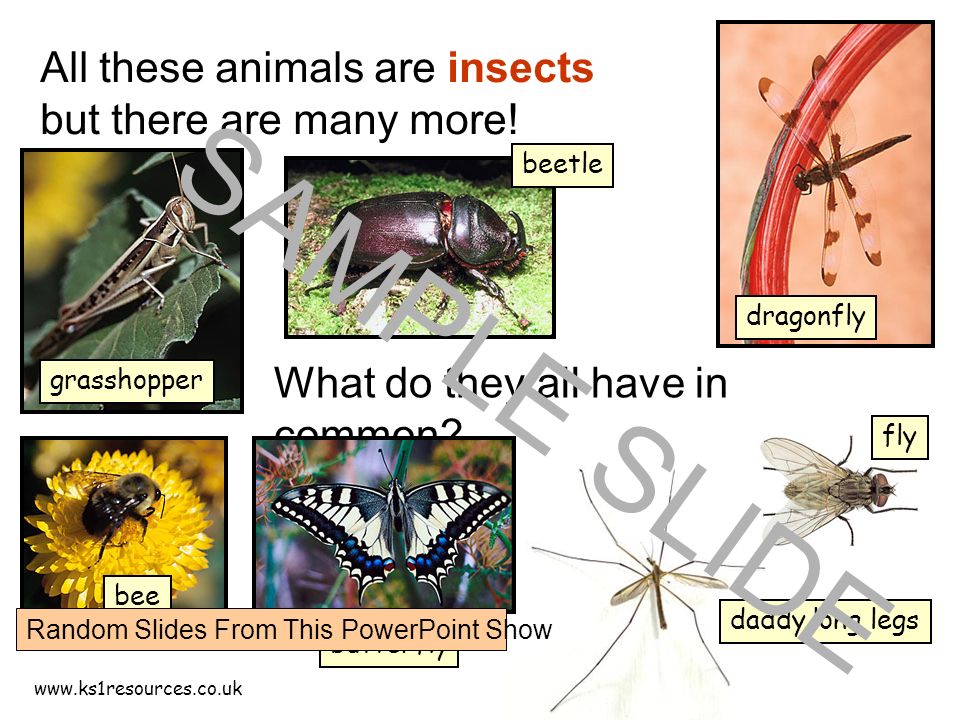 Insects belong to the animals group too.