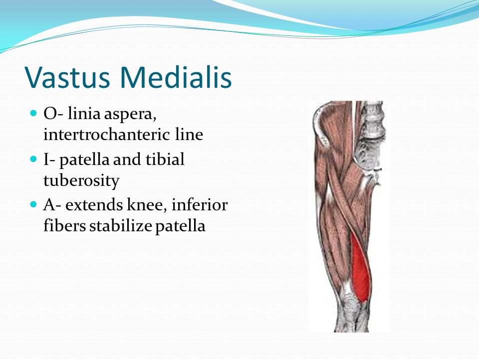 Psoas O- by fleshy slips from transverse proccesses, bodies and discs of  lumbar vertebra and T12 I- lesser trochanter of femur A- Prime mover of hip  flexion, - ppt download