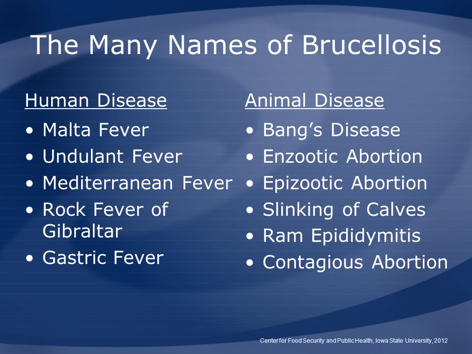 Bovine Brucellosis: Brucella abortus Undulant Fever, Contagious Abortion, Bang's  Disease. - ppt download