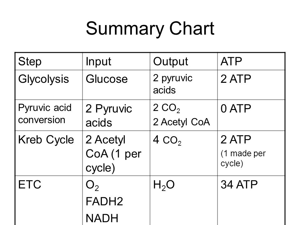 Cellular Respiration Chart