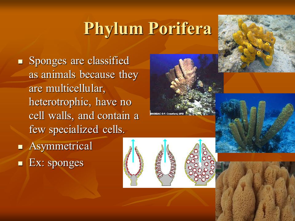 Invertebrate Summary. Phylum Porifera Sponges are classified as animals  because they are multicellular, heterotrophic, have no cell walls, and  contain. - ppt download