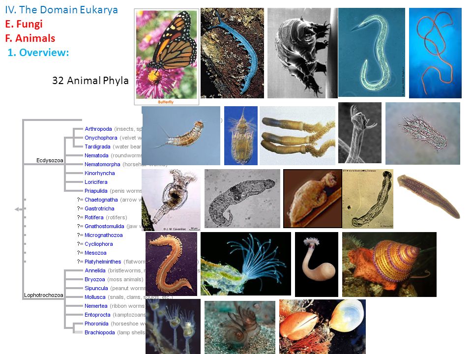 IV. The Domain Eukarya E. Fungi F. Animals 1. Overview: 32 Animal Phyla