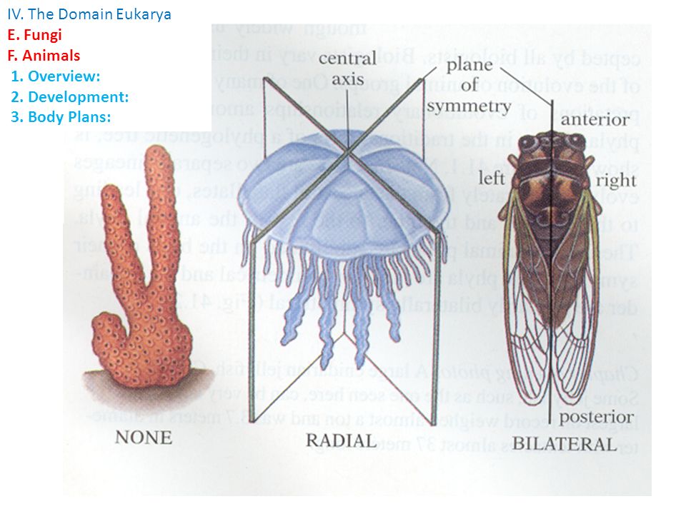 IV. The Domain Eukarya E. Fungi F. Animals 1. Overview: 2. Development: 3. Body Plans: