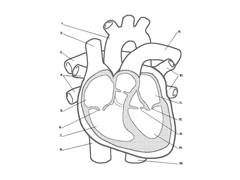 Какая структура сердца человека изображена на рисунке. Строение сердца человека схема. Сердце в разрезе. Строение сердца человека в разрезе. Зарисовка строения сердца.