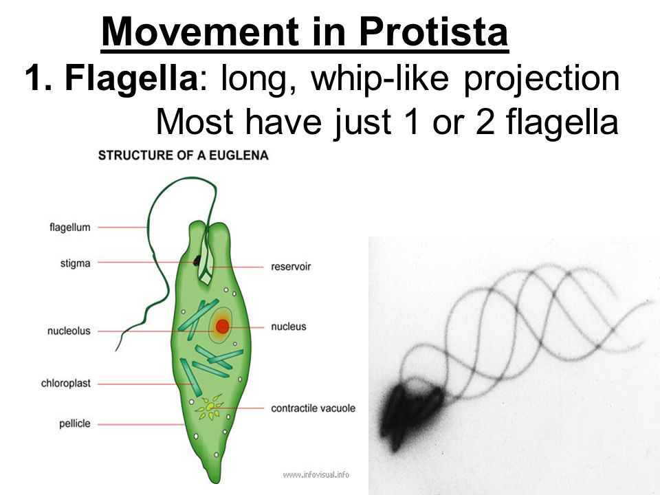 Kingdom Protista Eukaryotes Most With One Cell Unicellular Some With Many Cells Multicellular Seaweed Autotrophs Or Heterotrophs Protists Contains Ppt Download