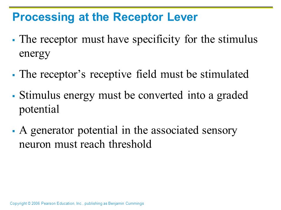 Copyright © 2006 Pearson Education, Inc., publishing as Benjamin Cummings Processing at the Receptor Lever  The receptor must have specificity for the stimulus energy  The receptor’s receptive field must be stimulated  Stimulus energy must be converted into a graded potential  A generator potential in the associated sensory neuron must reach threshold