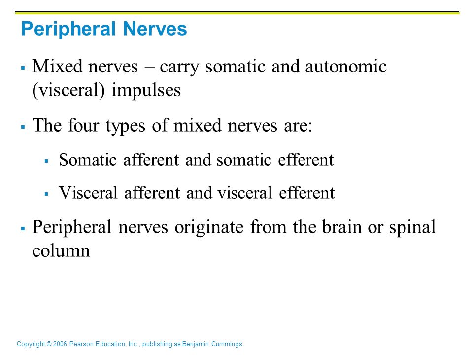 Copyright © 2006 Pearson Education, Inc., publishing as Benjamin Cummings Peripheral Nerves  Mixed nerves – carry somatic and autonomic (visceral) impulses  The four types of mixed nerves are:  Somatic afferent and somatic efferent  Visceral afferent and visceral efferent  Peripheral nerves originate from the brain or spinal column
