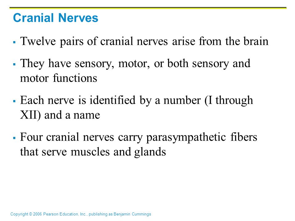 Copyright © 2006 Pearson Education, Inc., publishing as Benjamin Cummings Cranial Nerves  Twelve pairs of cranial nerves arise from the brain  They have sensory, motor, or both sensory and motor functions  Each nerve is identified by a number (I through XII) and a name  Four cranial nerves carry parasympathetic fibers that serve muscles and glands