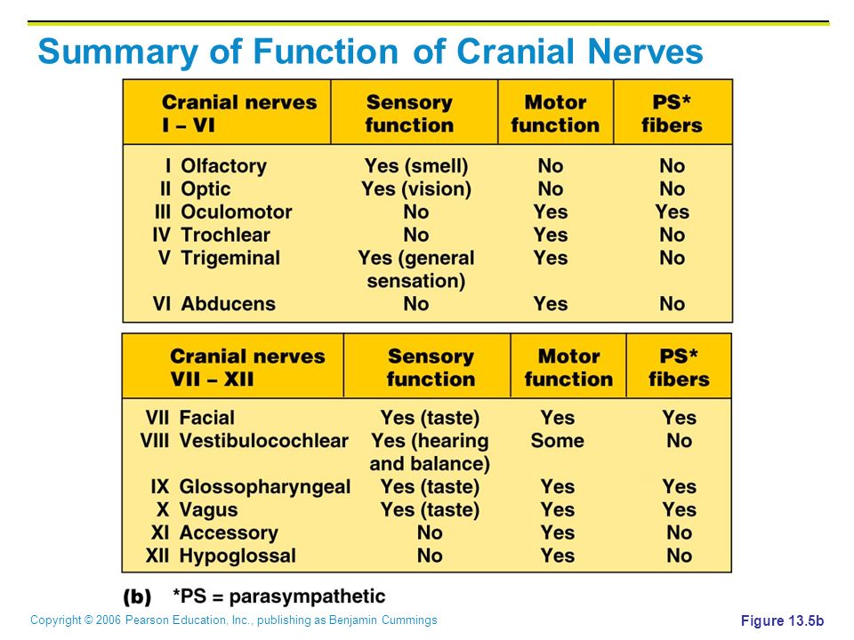 Copyright © 2006 Pearson Education, Inc., publishing as Benjamin Cummings Summary of Function of Cranial Nerves Figure 13.5b