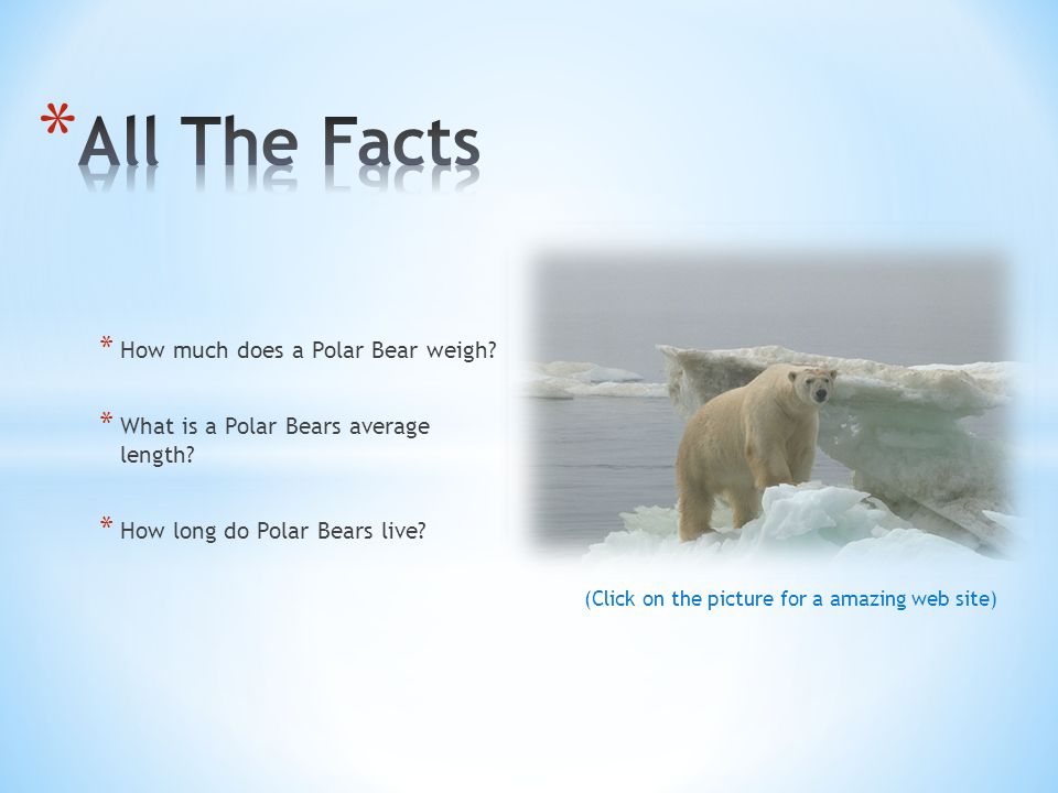what does a polar bear weigh