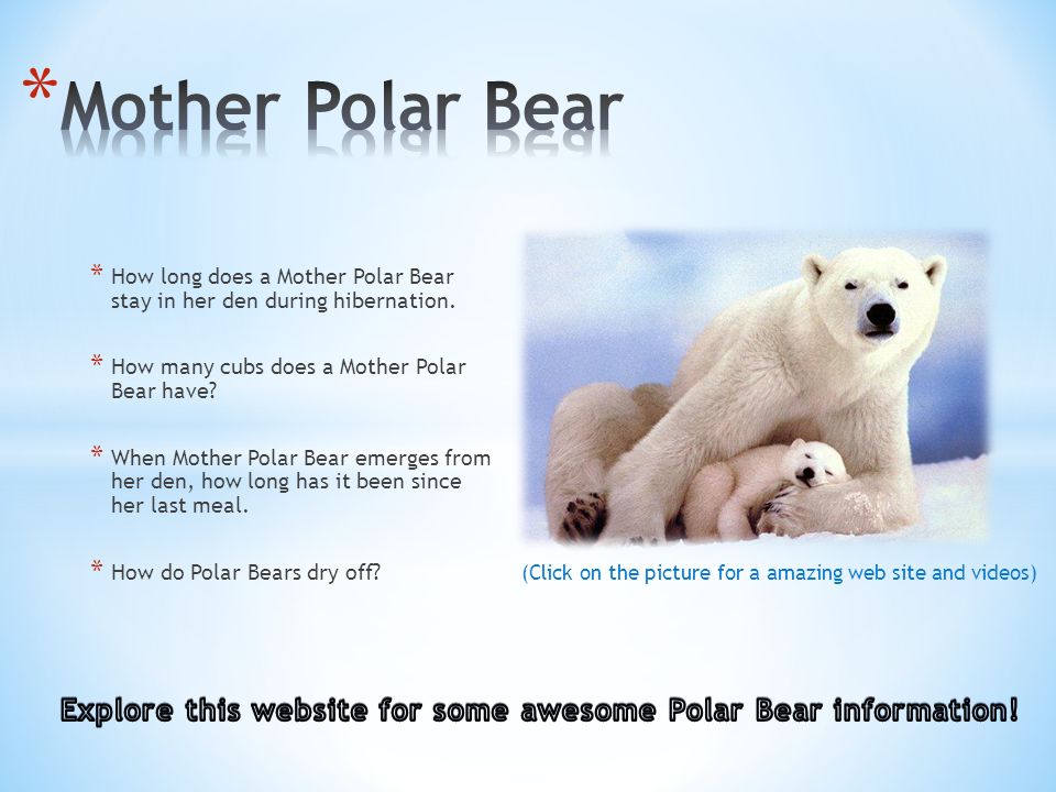 Мишка перевести на английский. Английский язык Polar Bears. Белый медведь по английскому. Проект о Полярном медведе на английском. Описание белого медведя на английском.