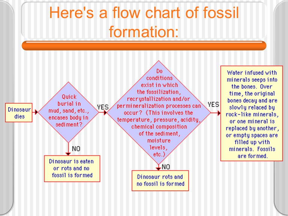 Fossil Flow Chart