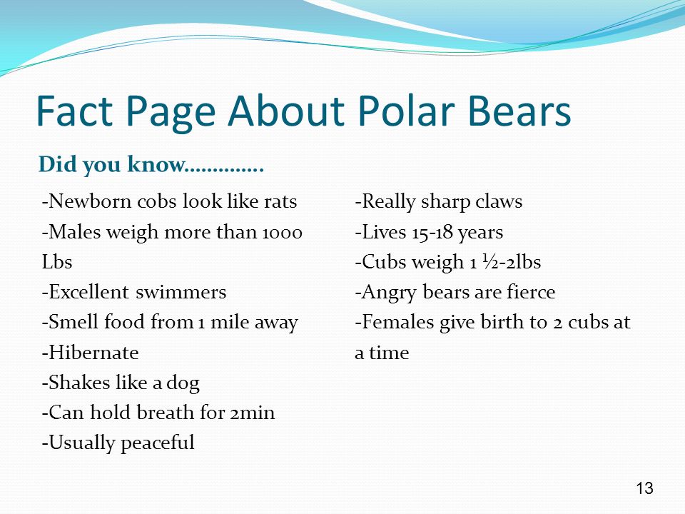 Fact Page About Polar Bears Did you know…………..