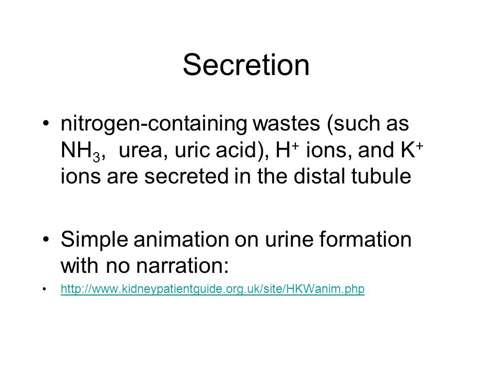 Formation of Urine & Water Balance , . First, some review… - ppt  download