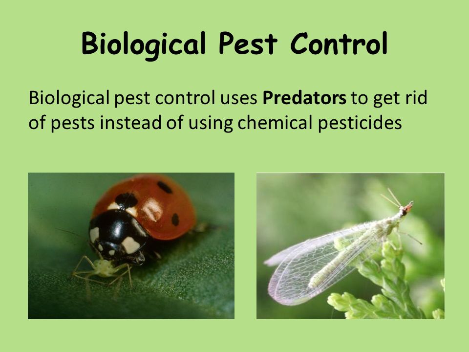Which image is the odd one out?. Title: LO: Biological Control Know what a  pest is. Describe what is meant by a pesticide Know what biological  control. - ppt download