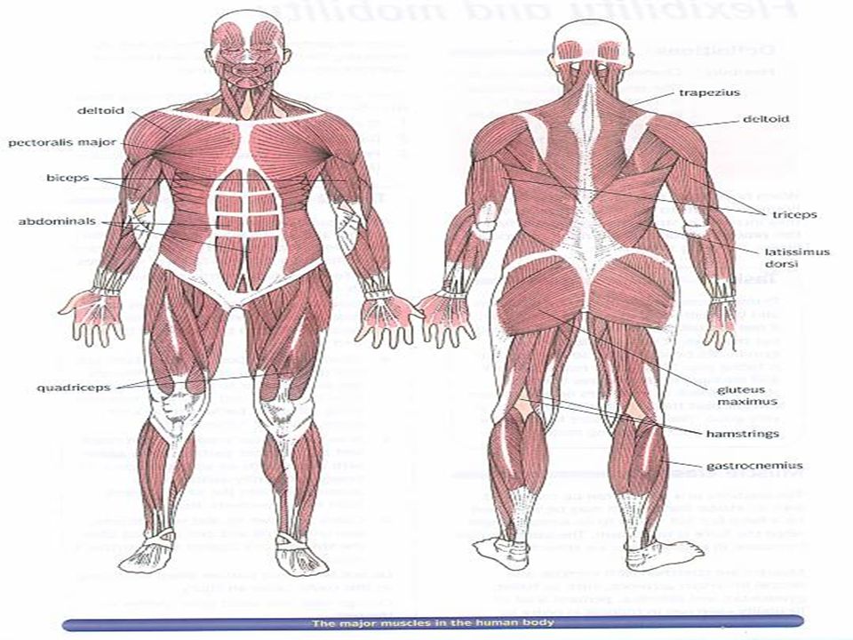 Muscles Activity 1 Write Down As Many Muscles As You Can And Identify Where On The Body The Muscle Is Located Ppt Download