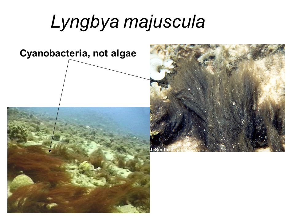 Lyngbya majuscula Cyanobacteria, not algae
