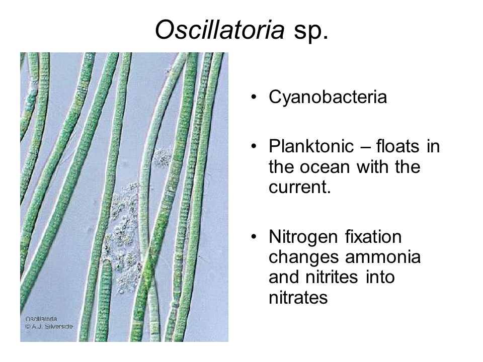 Oscillatoria sp. Cyanobacteria Planktonic – floats in the ocean with the current.